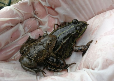 Amphibians sampling – Gdańsk, Zielony Staw