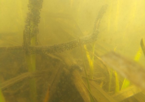 Amphibians sampling – Gdańsk, Zielony Staw