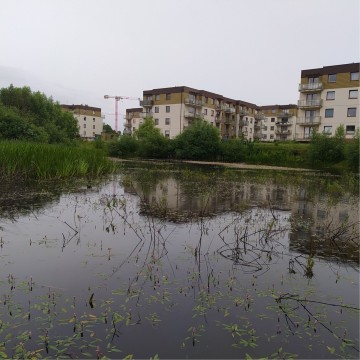 Smooth newts sampling – Zielony Staw, Gdańsk