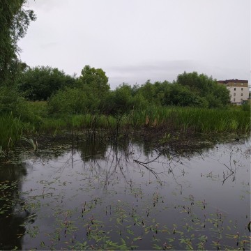 Smooth newts sampling – Zielony Staw, Gdańsk