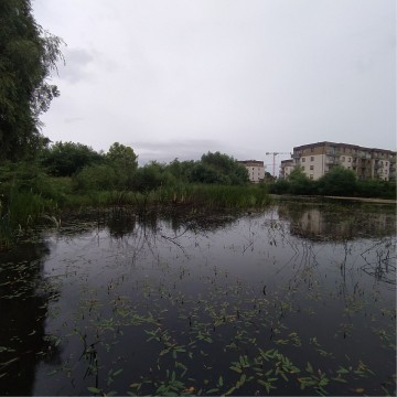 Smooth newts sampling – Zielony Staw, Gdańsk