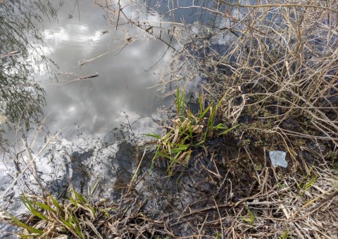 Water sampling – Łyżwiarska, Borkowo, Gdańsk