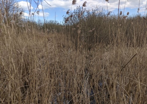 Water sampling – Łyżwiarska, Borkowo, Gdańsk