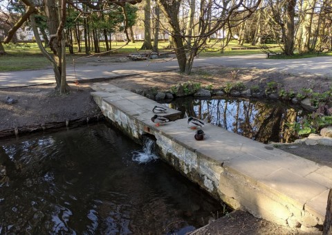 Water sampling – Park Oliwski, Gdańsk