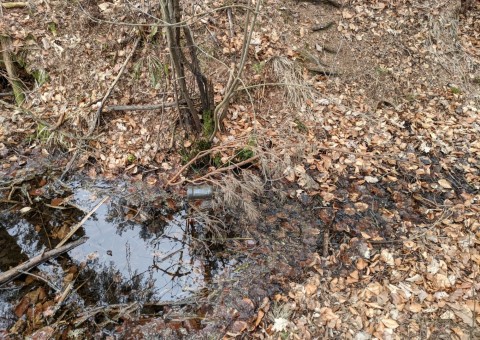 Water sampling – Przetoczyno area (Tricity Landscape Park)