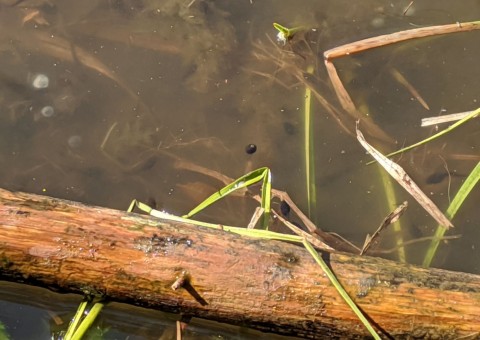 Water sampling – Szemud area (commune Szemud)