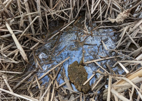 Water sampling – The Wasiak Pond, Łódź