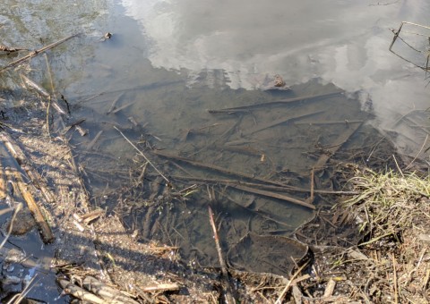 Water sampling – The Wasiak Pond, Łódź