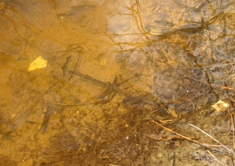 Water sampling – Majerowskie Błota, Łódź