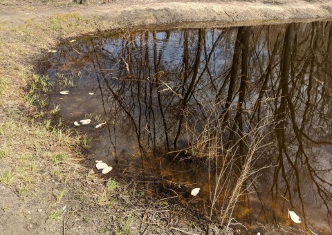 Water sampling – Majerowskie Błota, Łódź