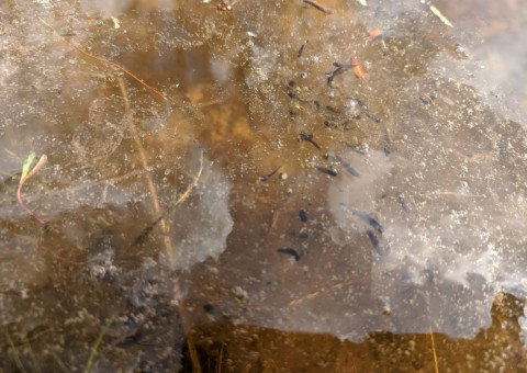 Water sampling – Majerowskie Błota, Łódź