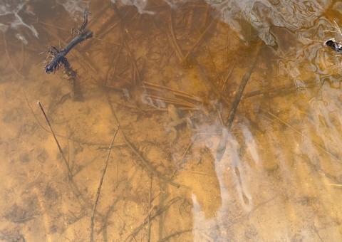 Water sampling – Majerowskie Błota, Łódź