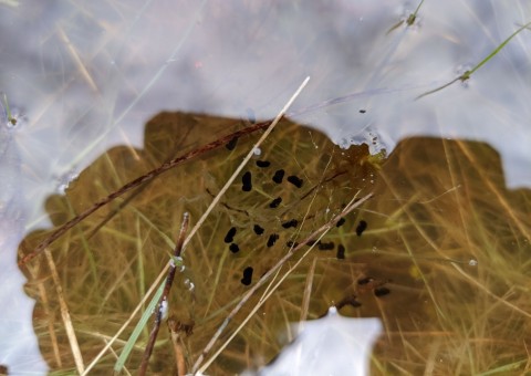 Water sampling – Dąbrowa area (commune Dłutów)