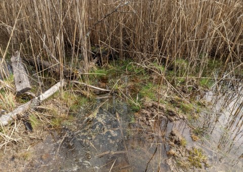 Water sampling – Dąbrowa area (commune Dłutów)