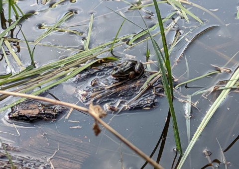 Water sampling – Dąbrowa area (commune Dłutów)