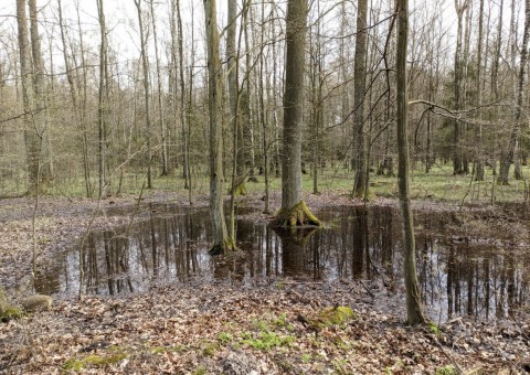 Water sampling – Wiączyń area (commune Nowosolna)