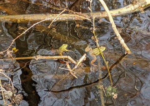 Water sampling – Ustronie area (commune Aleksandrów Łódzki)