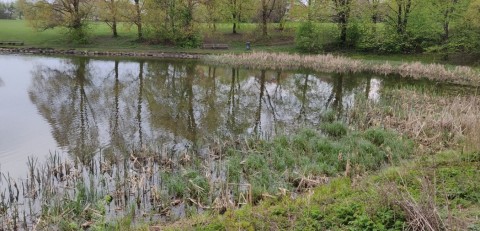 Water sampling – Hovindammen, Oslo