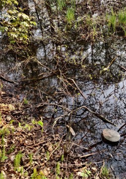 Water sampling – Lindbeckdammen, Oslo