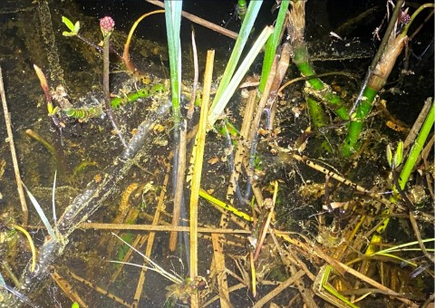 Water sampling – Sognsvannputten, Oslo