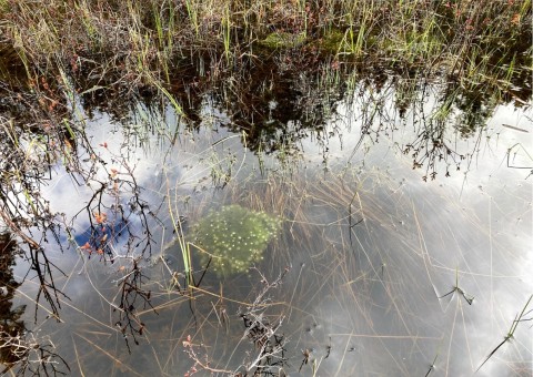 Water sampling – Svartputten, Oslo