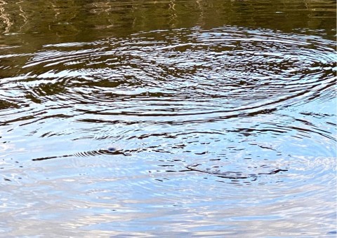 Water sampling – Svartputten, Oslo