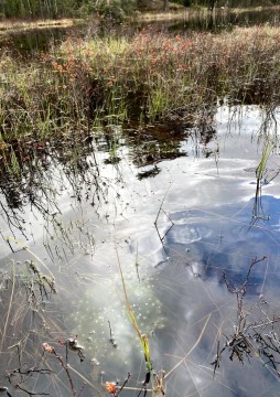 Water sampling – Svartputten, Oslo