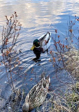 Water sampling – Svartputten, Oslo