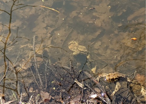 Water sampling – Zakrzówek, Kraków