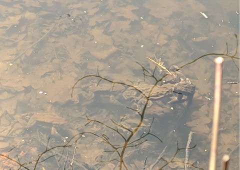 Water sampling – Zakrzówek, Kraków