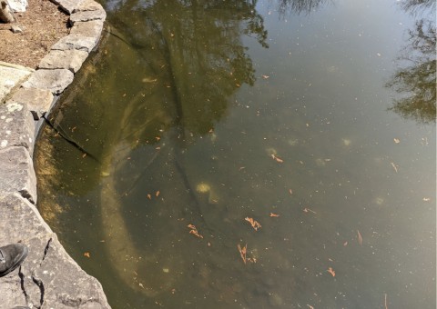 Water sampling – Botanical Garden, Kraków