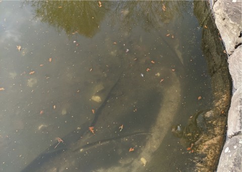 Water sampling – Botanical Garden, Kraków