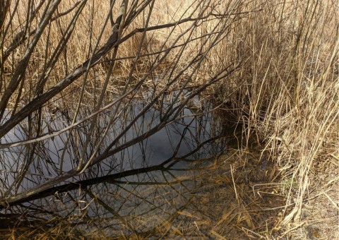 Water sampling – Nowa Huta Meadows, Kraków