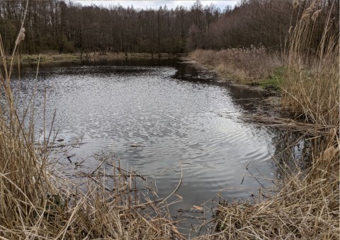 Water sampling – Niepołomice Forest