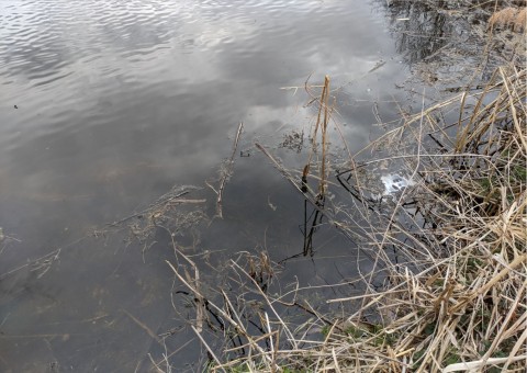 Water sampling – Niepołomice Forest