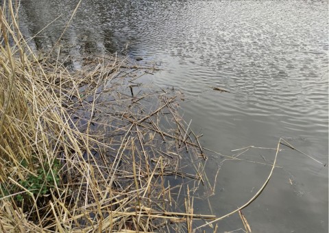 Water sampling – Niepołomice Forest