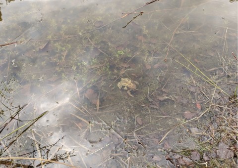 Water sampling – Błoto, Niepołomice