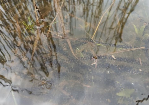 Water sampling – Błoto, Niepołomice