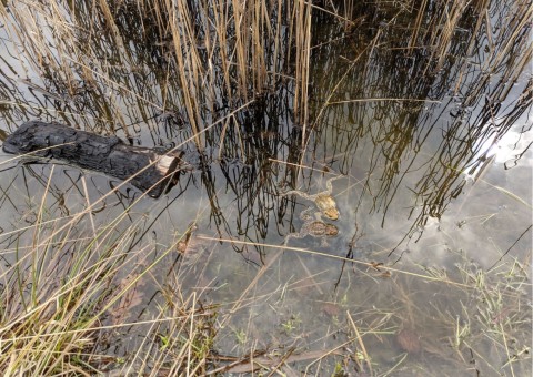 Water sampling – Błoto, Niepołomice