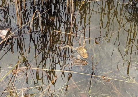 Water sampling – Błoto, Niepołomice