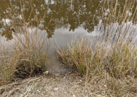 Water sampling – Błoto, Niepołomice