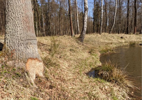 Water sampling – Niedźwiedzia Góra, Tenczynek (commune Krzeszowice)