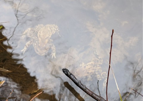 Water sampling – Niedźwiedzia Góra, Tenczynek (commune Krzeszowice)