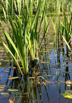 Water sampling – Ringve Botanical Garden, Trondheim