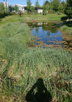 Water sampling – Sverresborg Allé, Trondheim