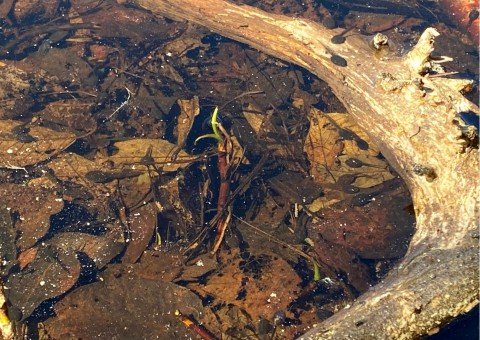 Water sampling – Granåsen, Trondheim