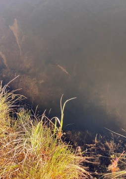 Water sampling – Austlitjønna, Trondheim