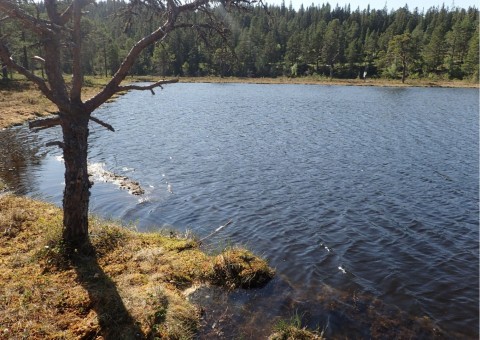 Water sampling – Austlitjønna, Trondheim