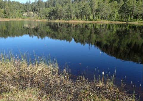 Water sampling – Rundhaugtjønna, Trøndelag