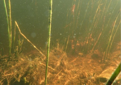 Water sampling – Rundhaugtjønna, Trøndelag